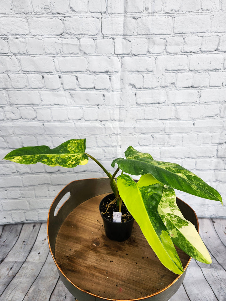 Philodendron Variegated Domesticum (4in)-1128