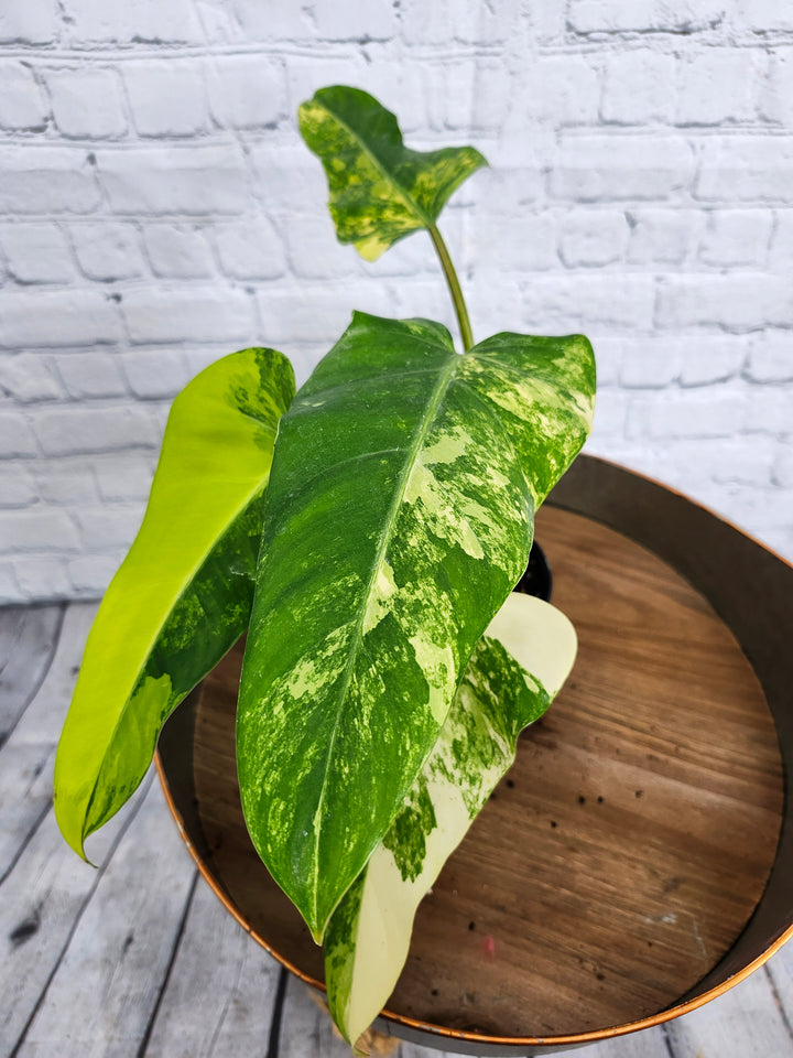 Philodendron Variegated Domesticum (4in)-1128