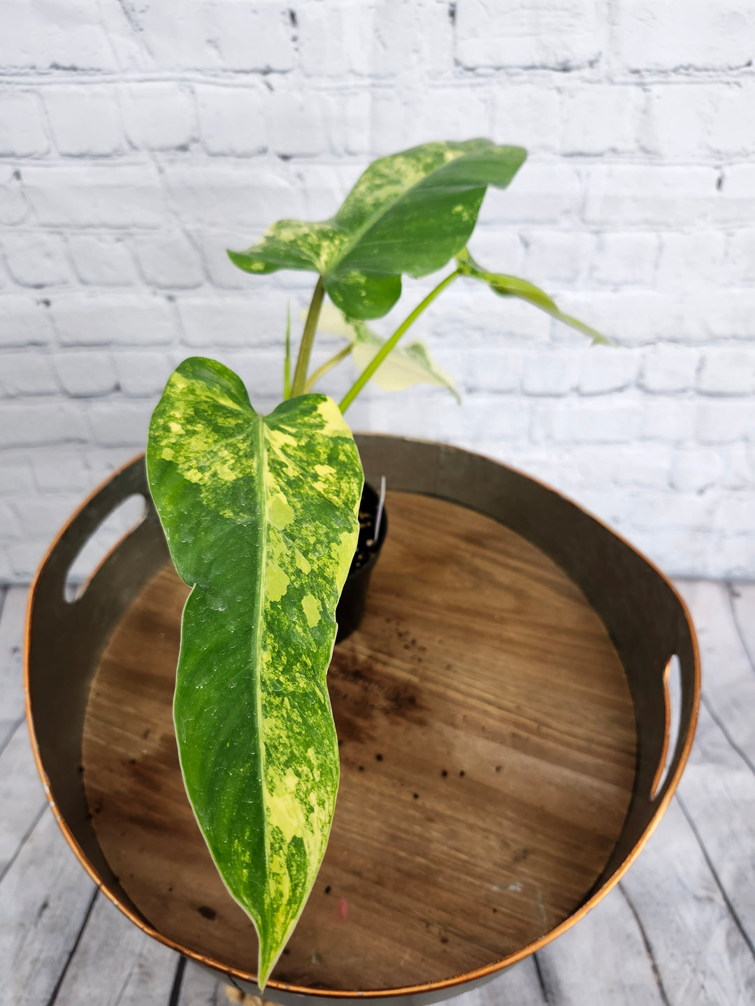 Philodendron Variegated Domesticum (4in)-1128