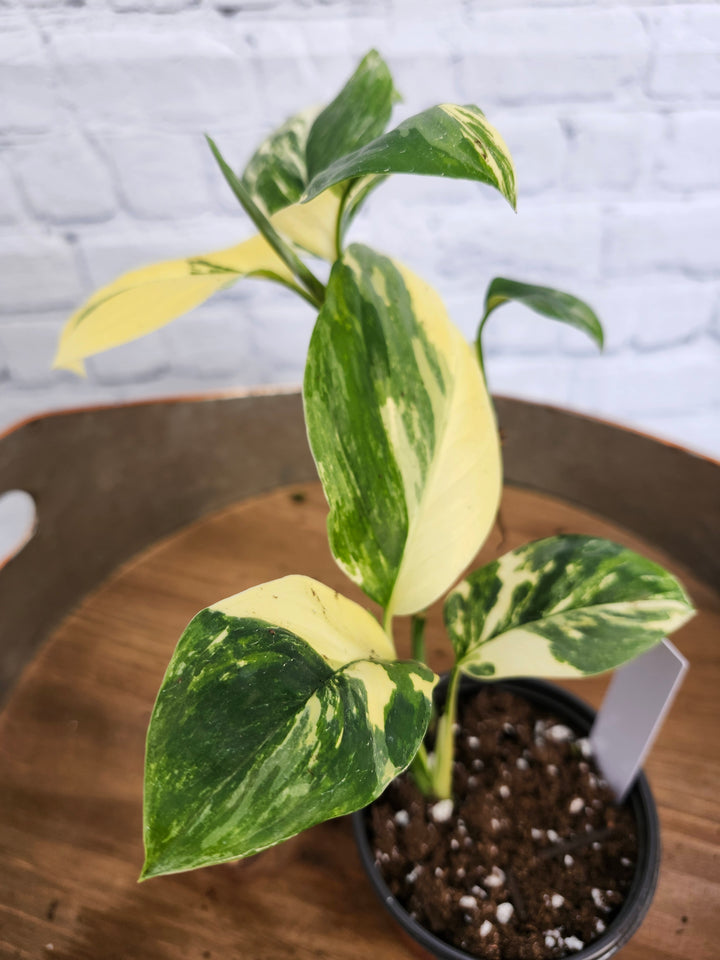 Monstera Lechleriana Variegated (4in)-1087