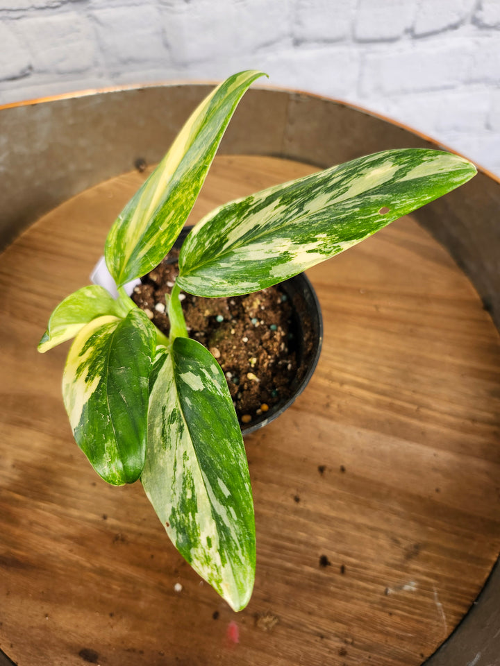 Monstera Standleyana Aurea (4in)-1015