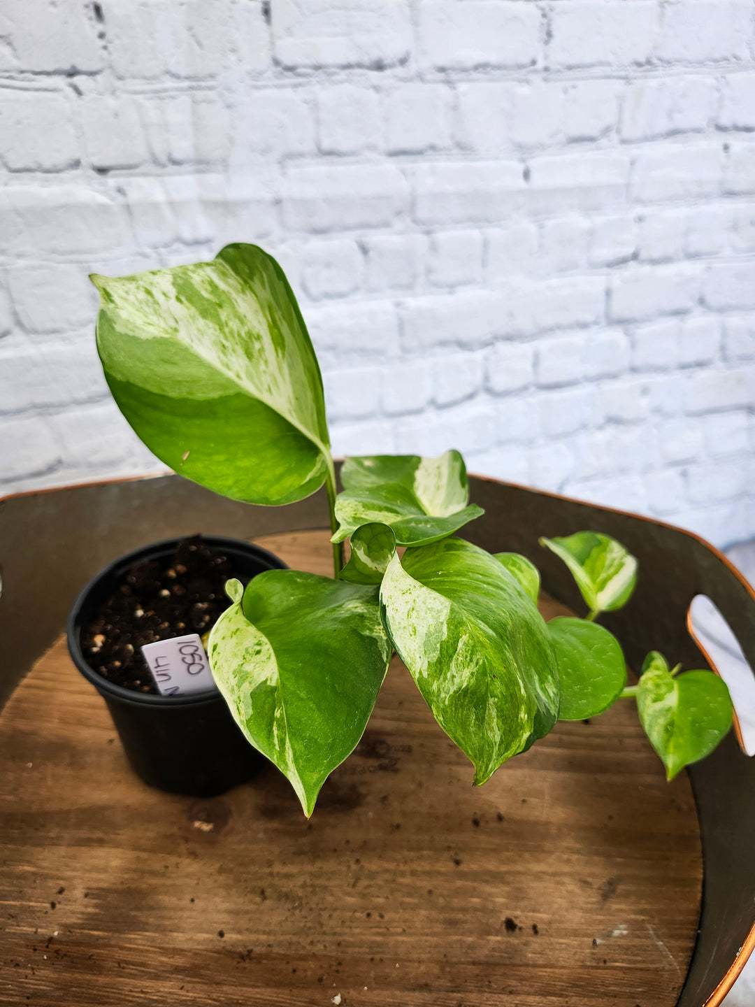 Manjula Pothos (4in)-1050