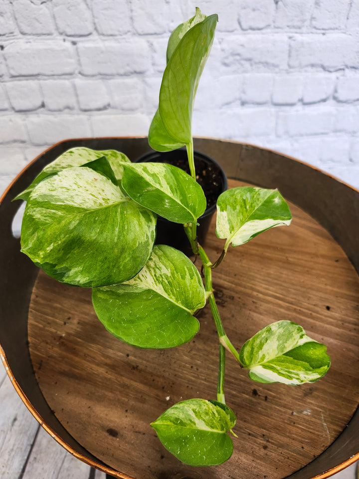 Manjula Pothos (4in)-1050