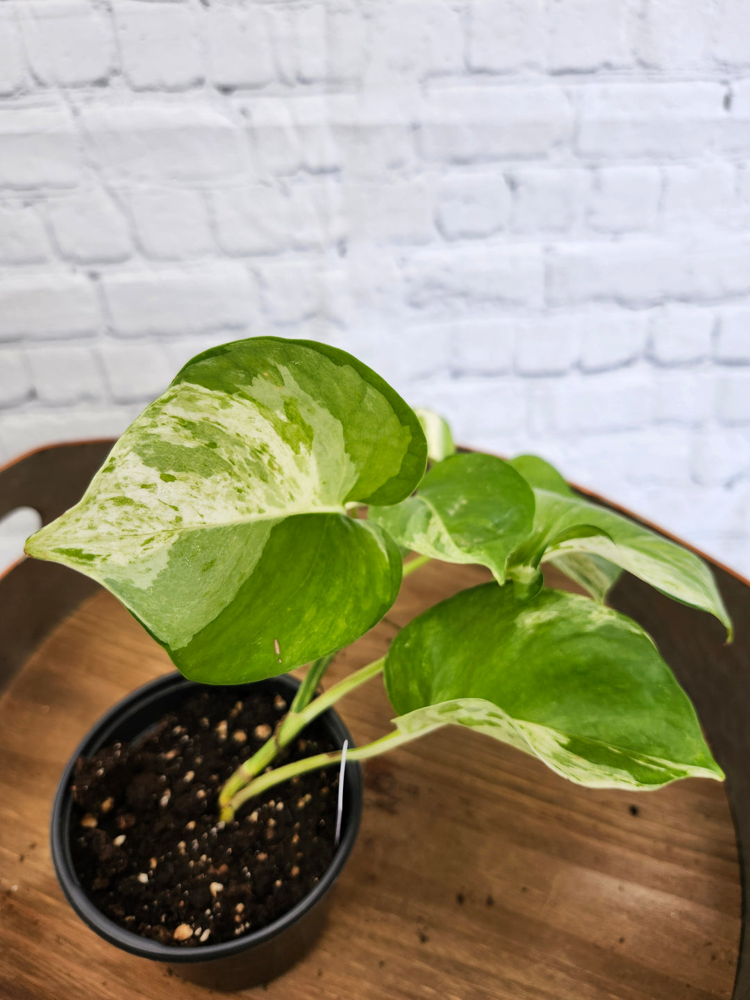 Manjula Pothos (4in)-1050