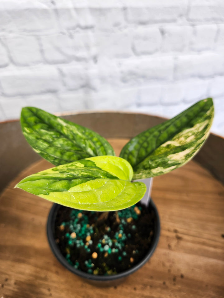 Monstera Variegated Peru (4in)-995