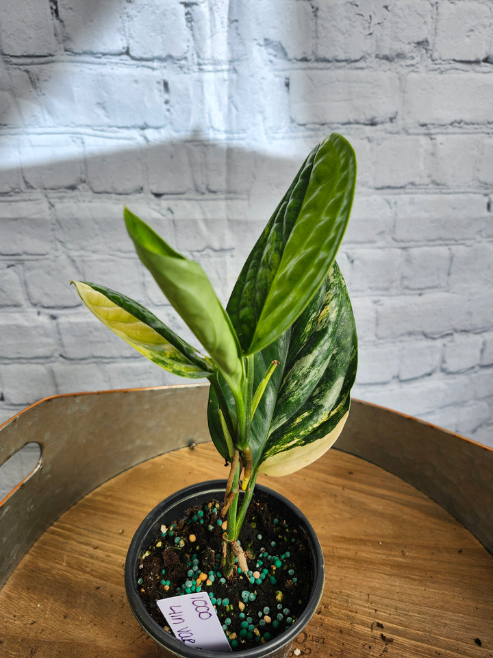 Monstera Variegated Peru (4in)-1000