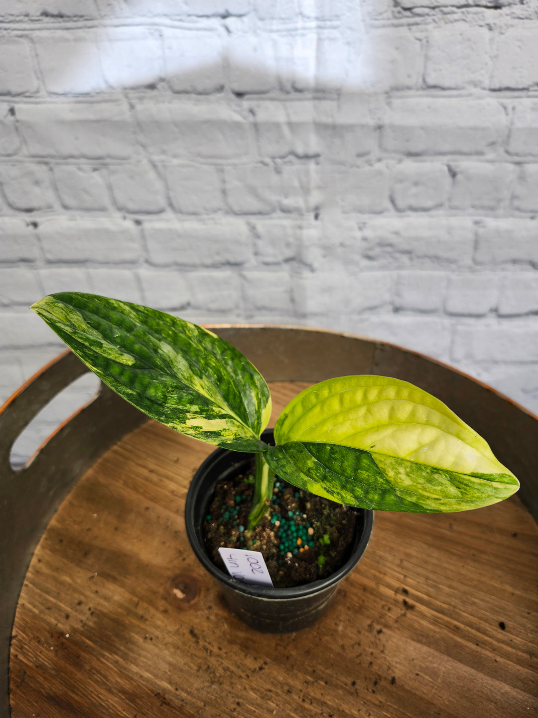 Monstera Variegated Peru (4in)-1002