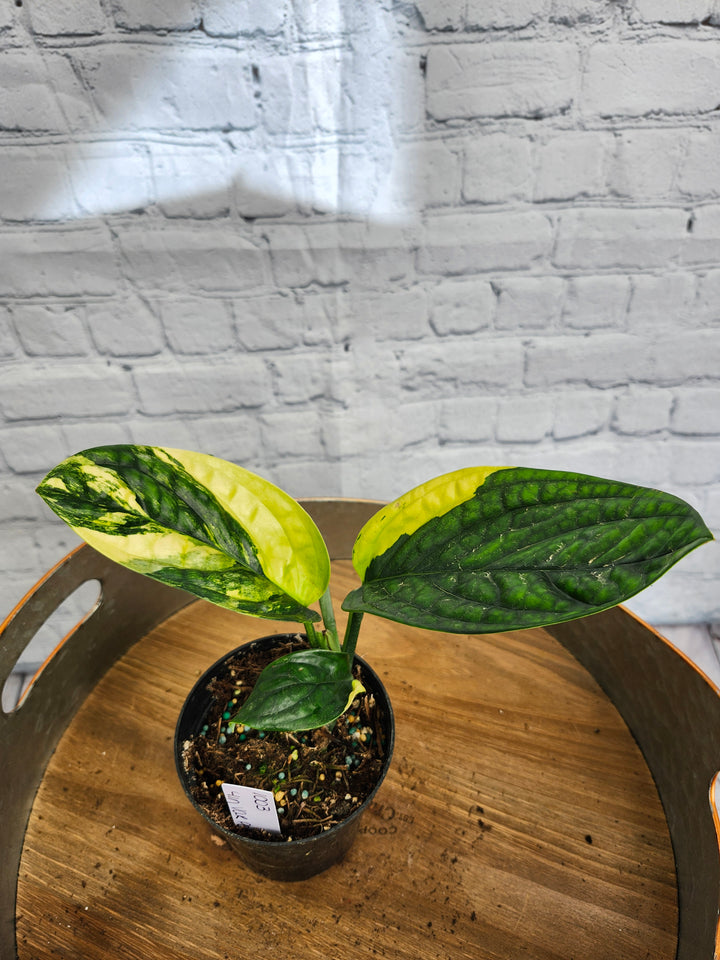 Monstera Variegated Peru (4in)-1003