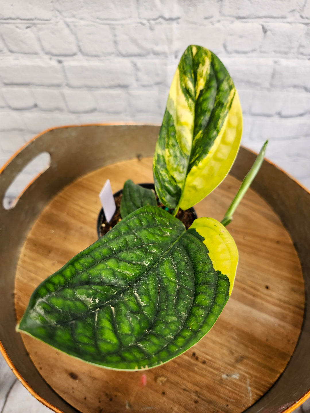 Monstera Variegated Peru (4in)-1003