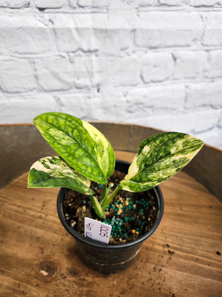 Monstera Variegated Peru (4in)-1005