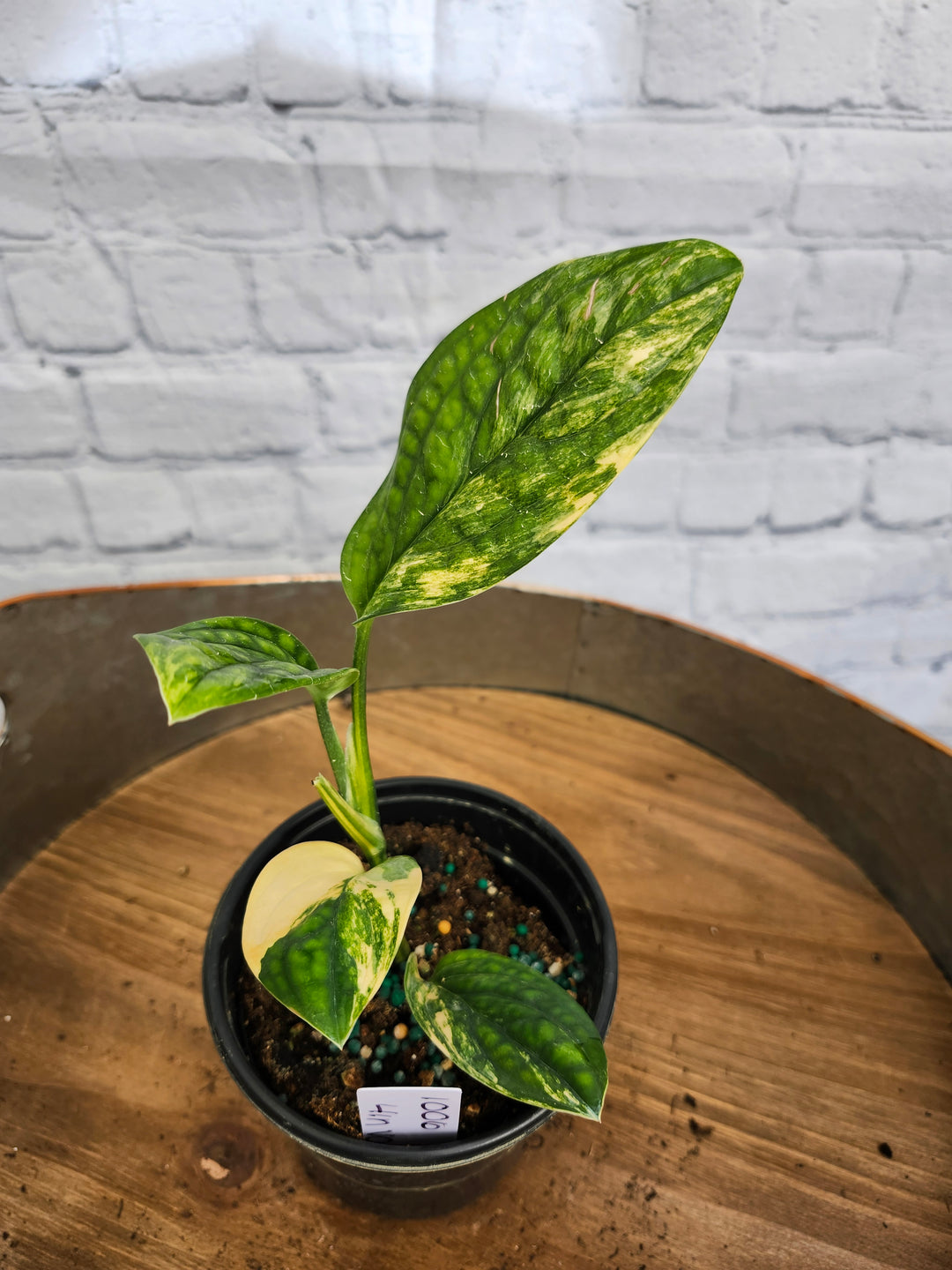 Monstera Variegated Peru (4in)-1006