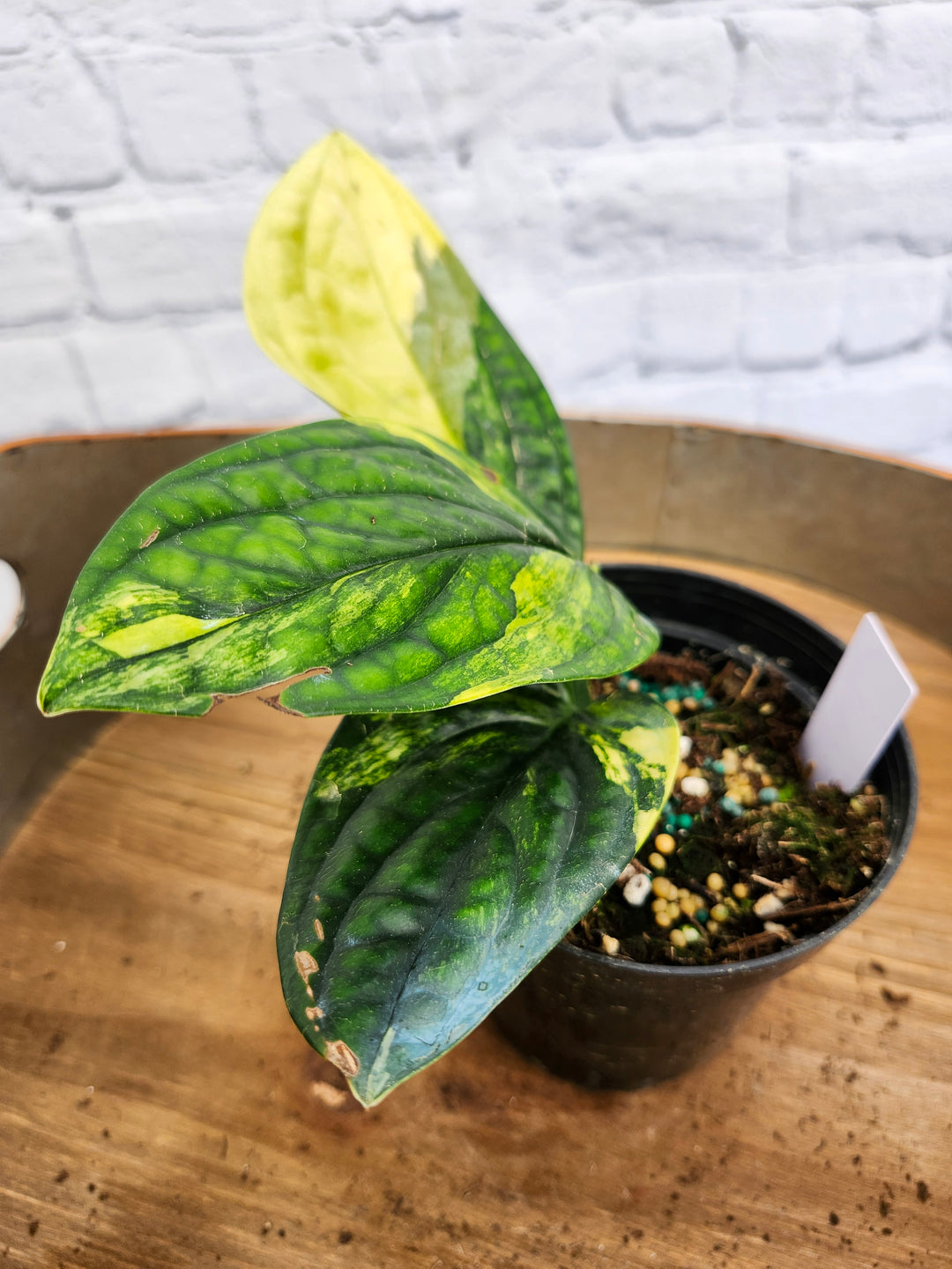 Monstera Variegated Peru (4in)-1007