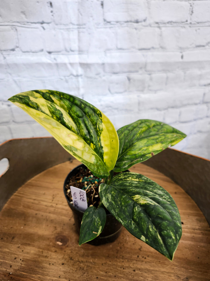 Monstera Variegated Peru (4in)-1008