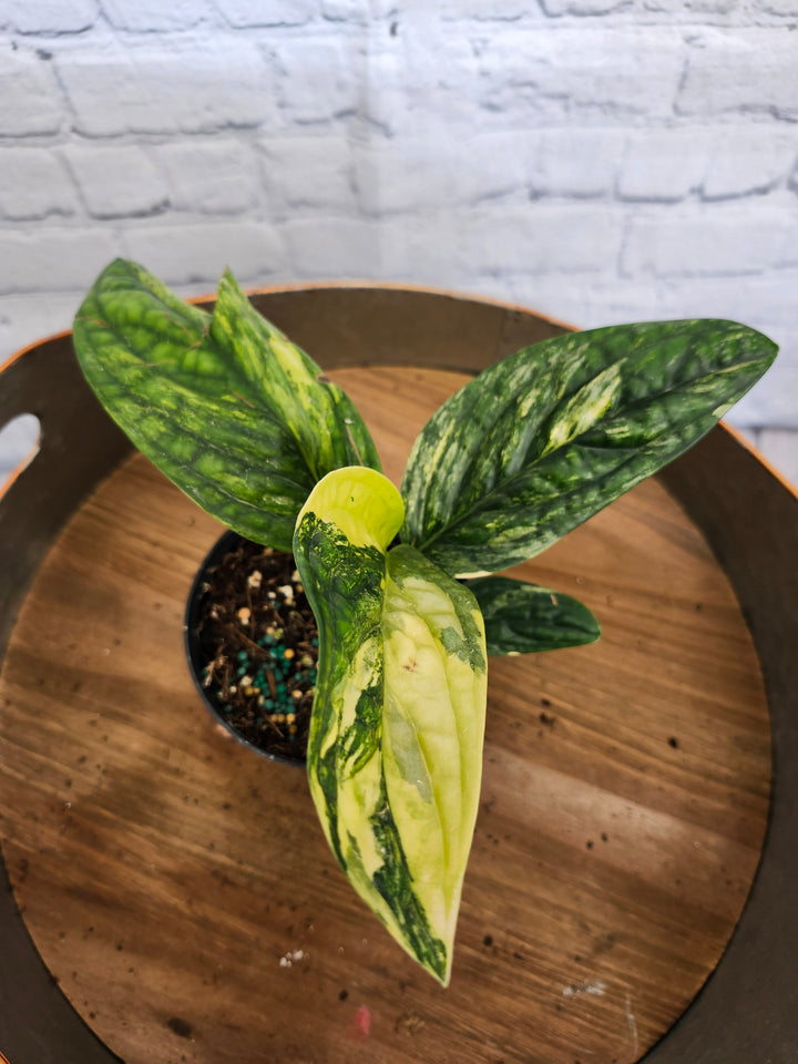 Monstera Variegated Peru (4in)-1008