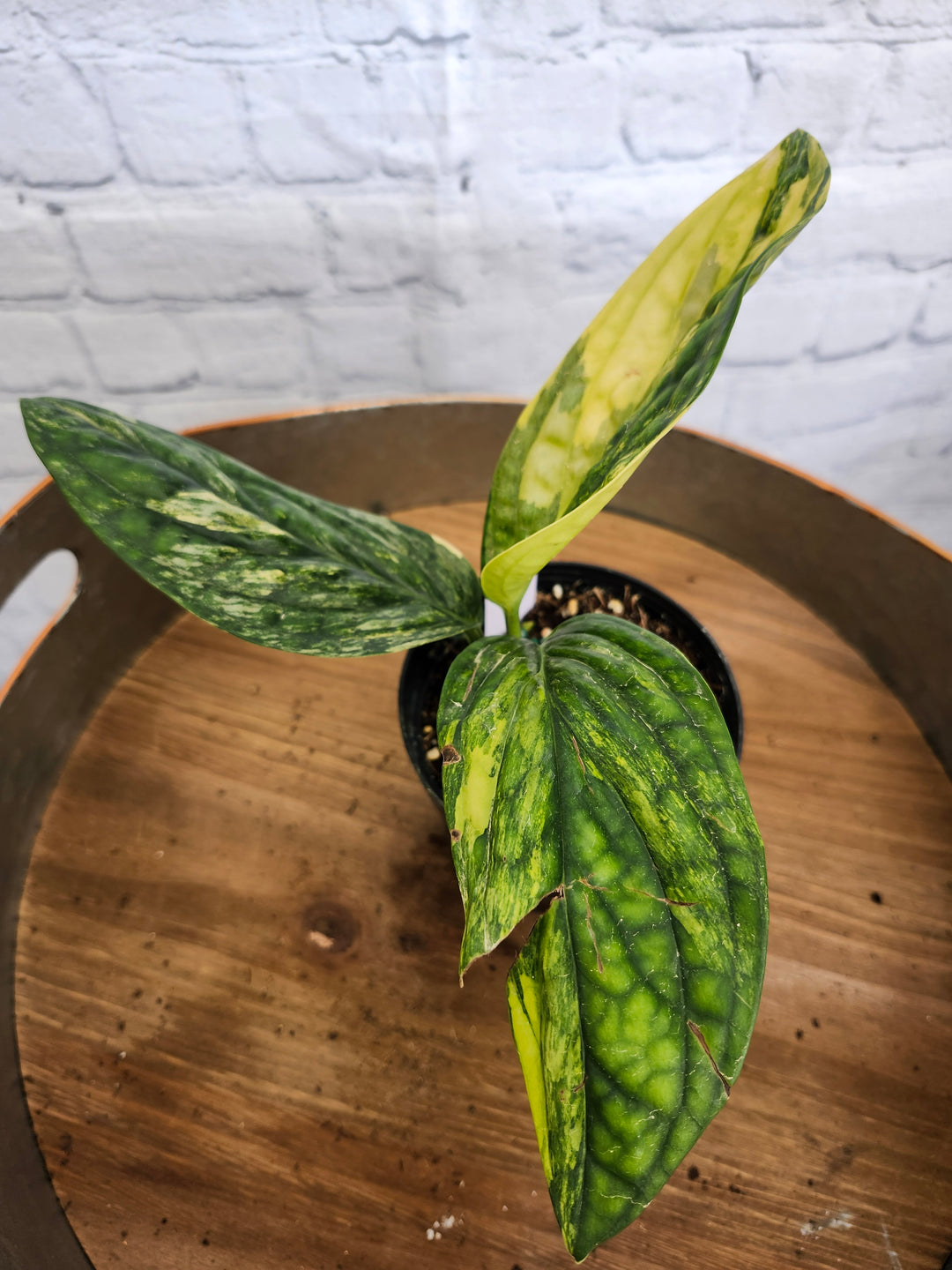 Monstera Variegated Peru (4in)-1008