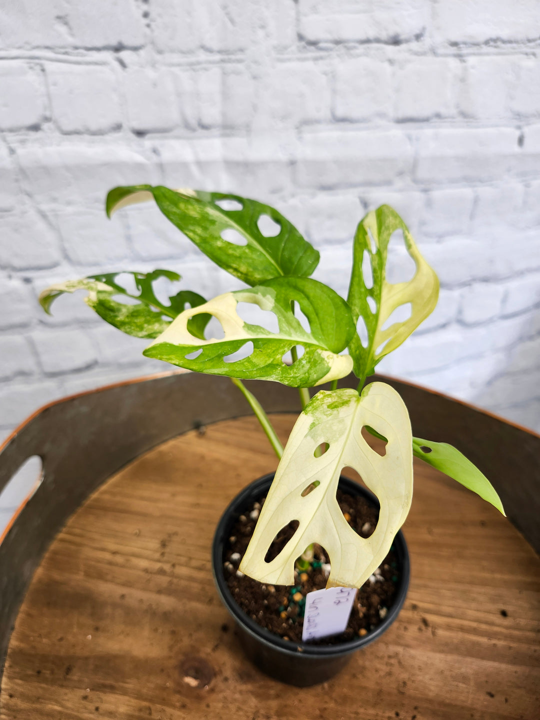 Monstera Adansonii Albo Variegated (4in)-972