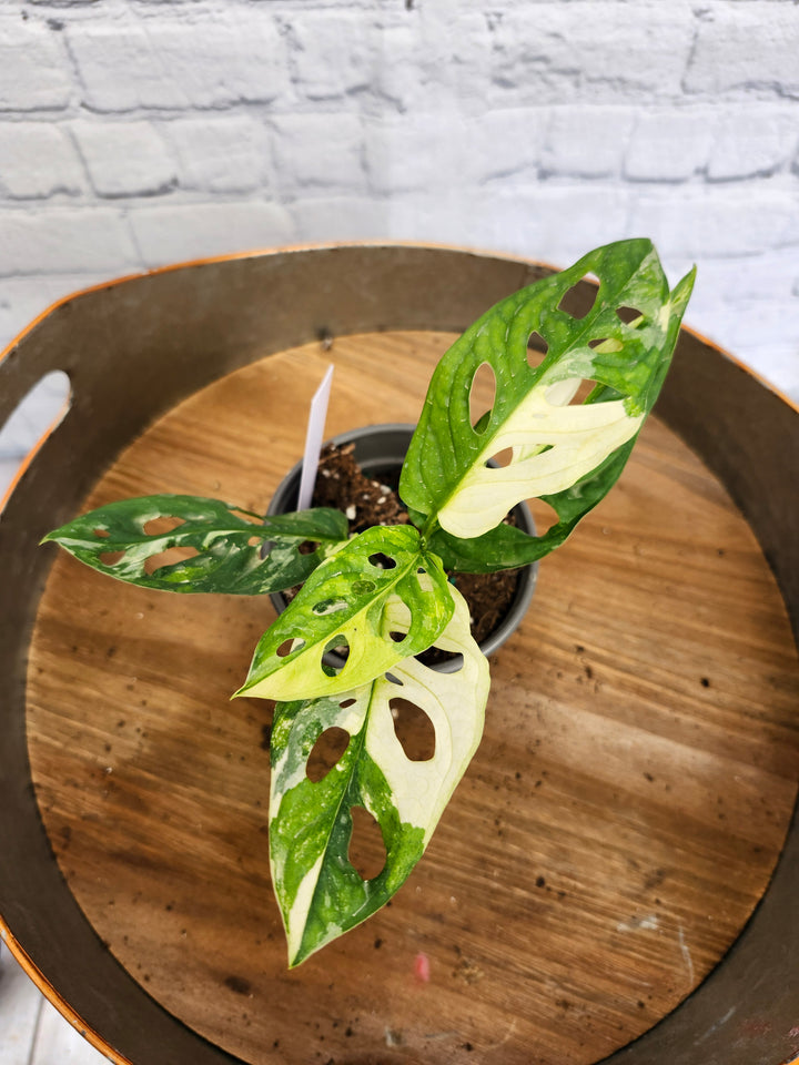 Monstera Adansonii Albo Variegated (4in)-973