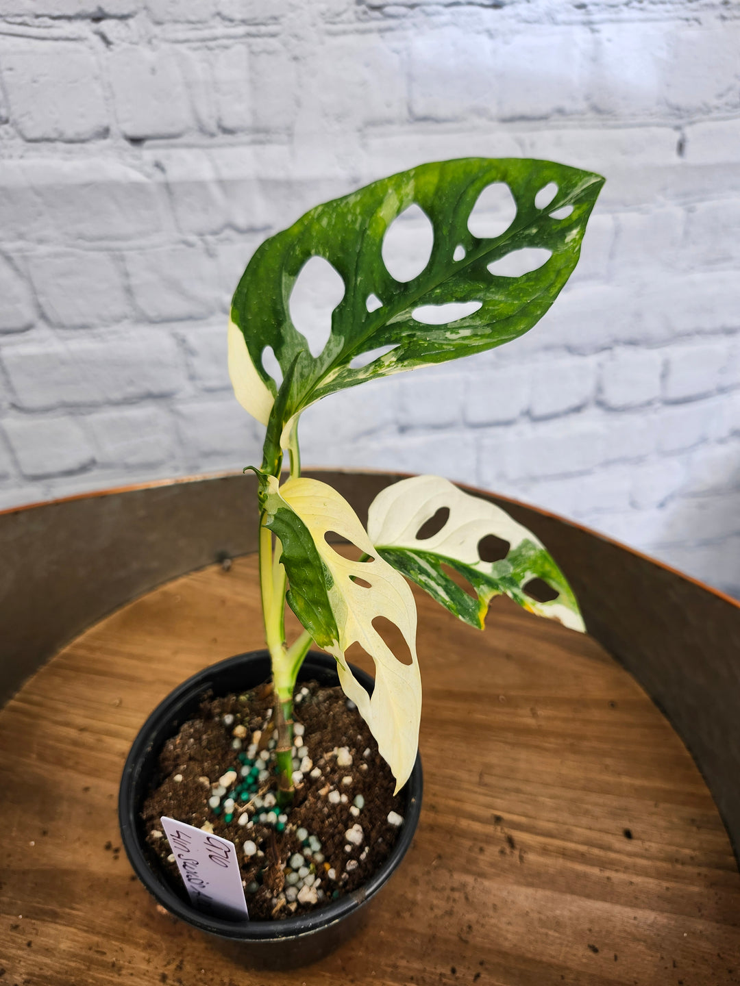 Monstera Adansonii Albo Variegated (4in)-976