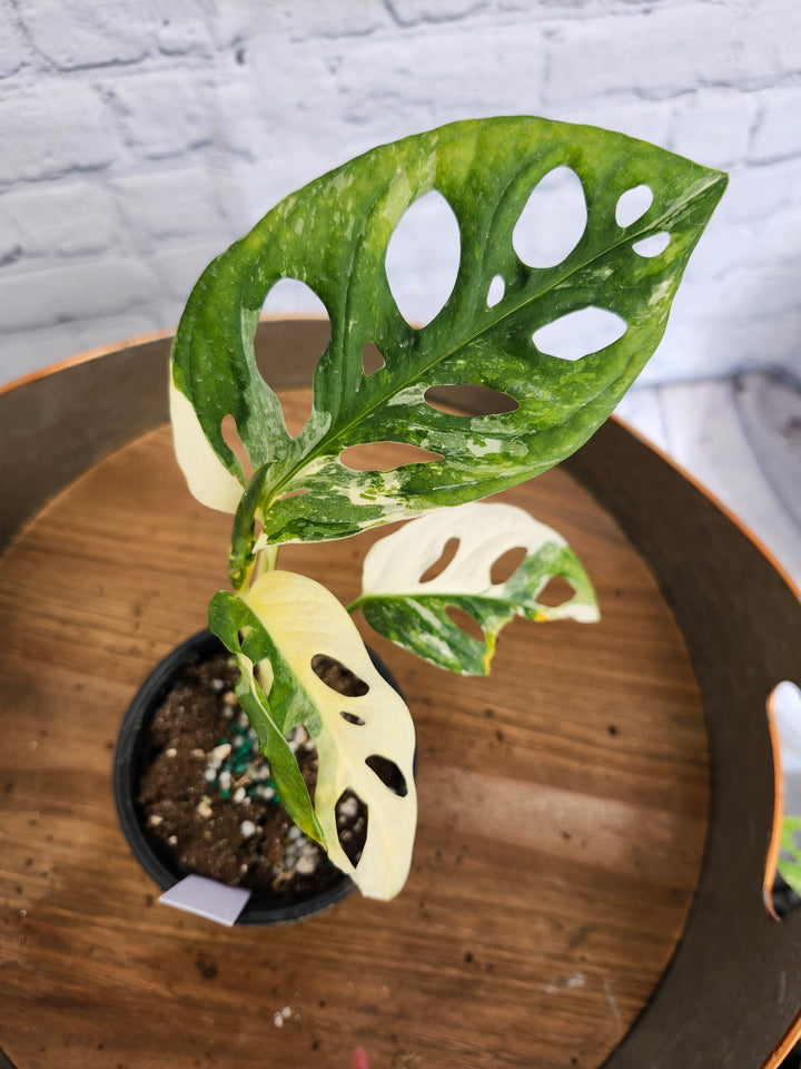 Monstera Adansonii Albo Variegated (4in)-976