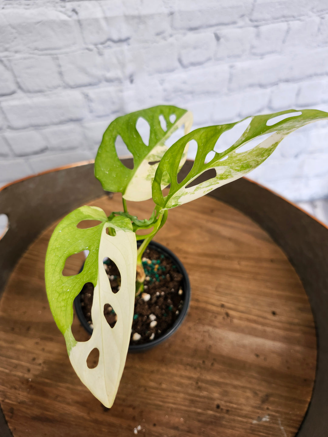 Monstera Adansonii Albo Variegated (4in)-977