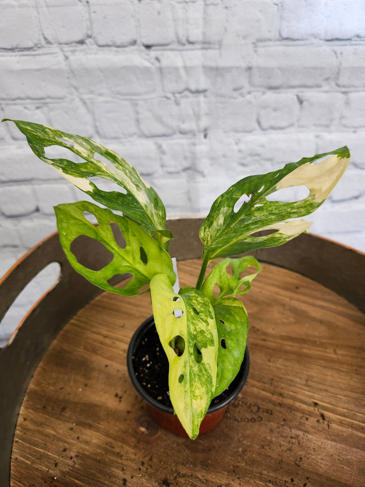 Monstera Adansonii Albo Variegated (4in)-978