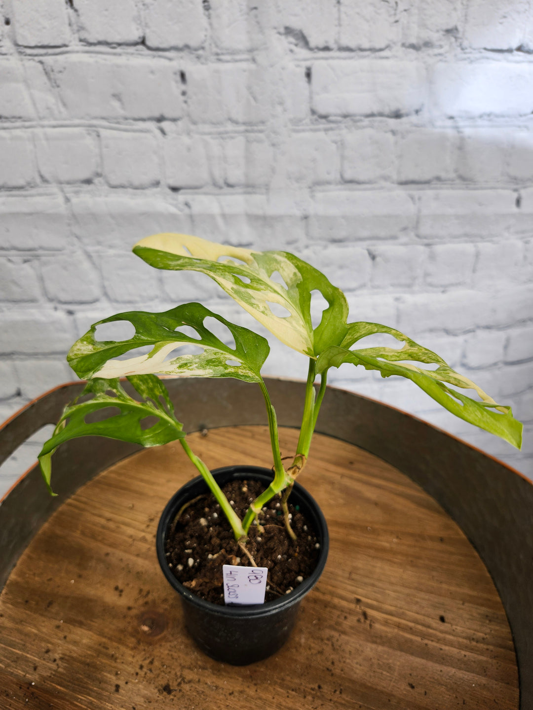 Monstera Adansonii Aurea Variegated (4in)-980