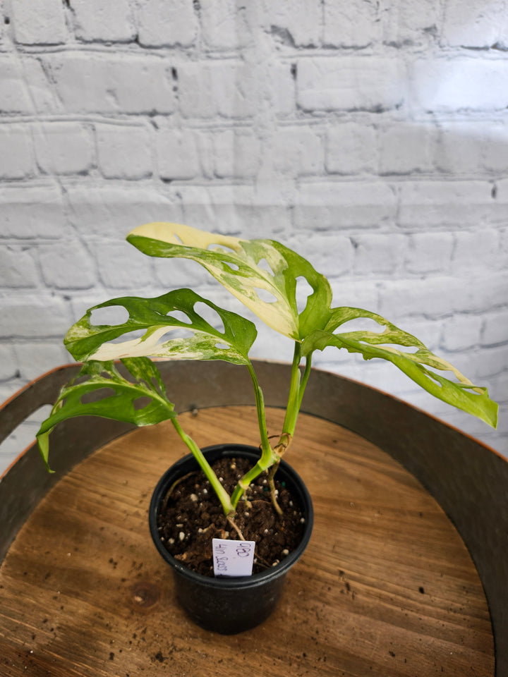 Monstera Adansonii Aurea Variegated (4in)-980