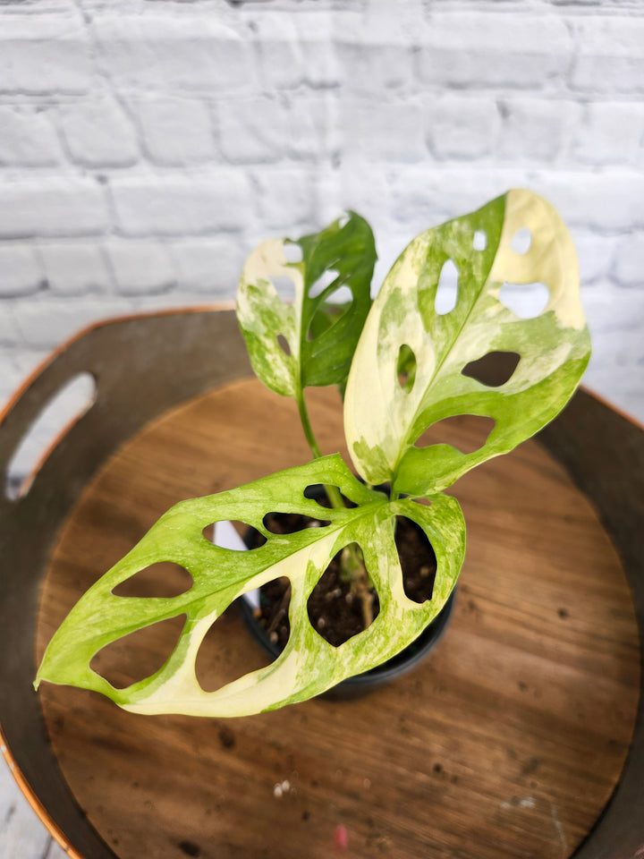 Monstera Adansonii Aurea Variegated (4in)-980