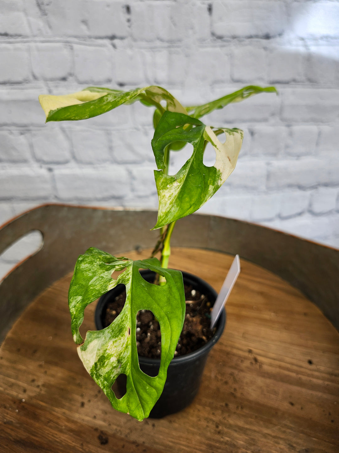 Monstera Adansonii Aurea Variegated (4in)-980