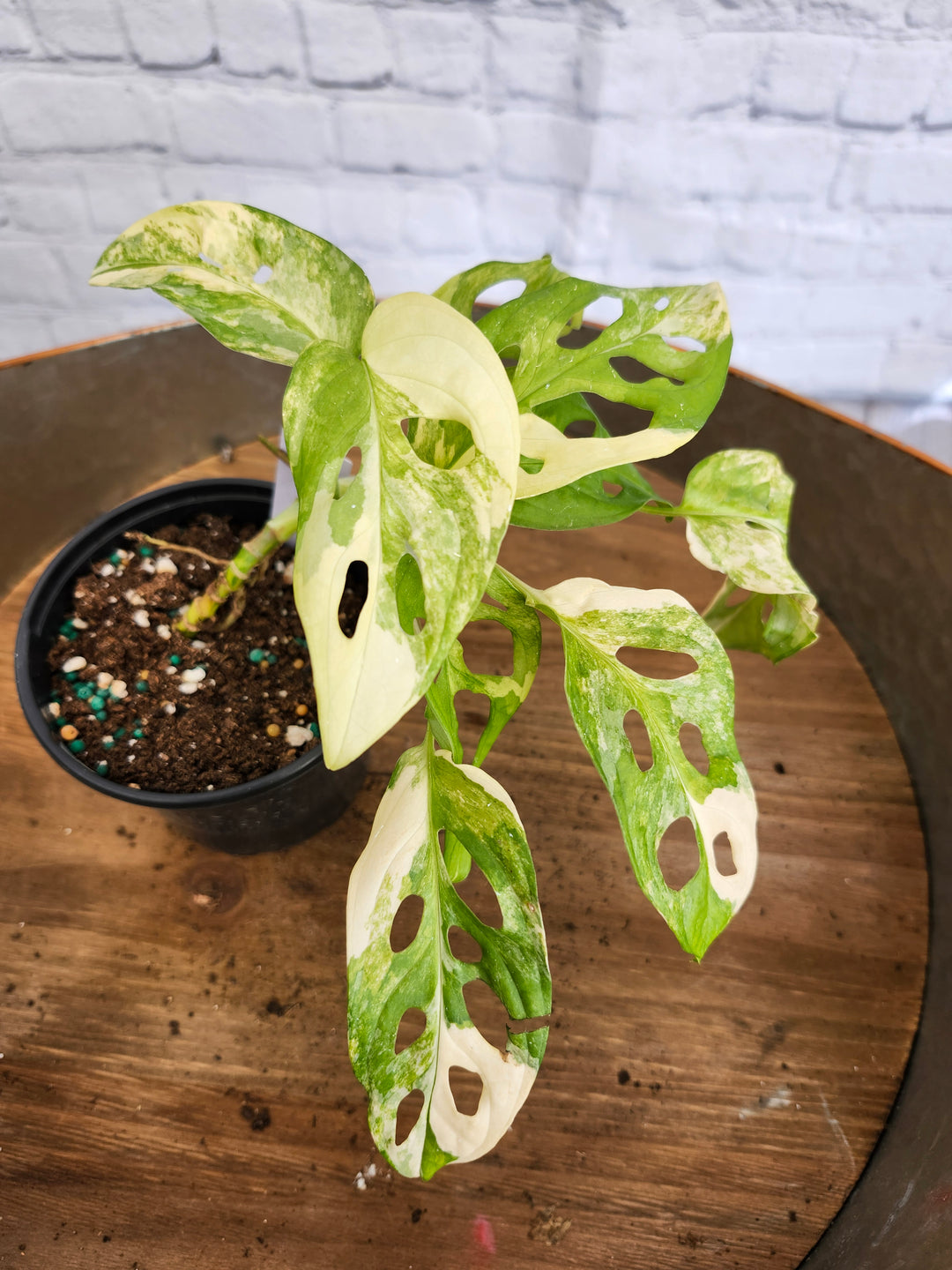 Monstera Adansonii Aurea Variegated (4in)-982