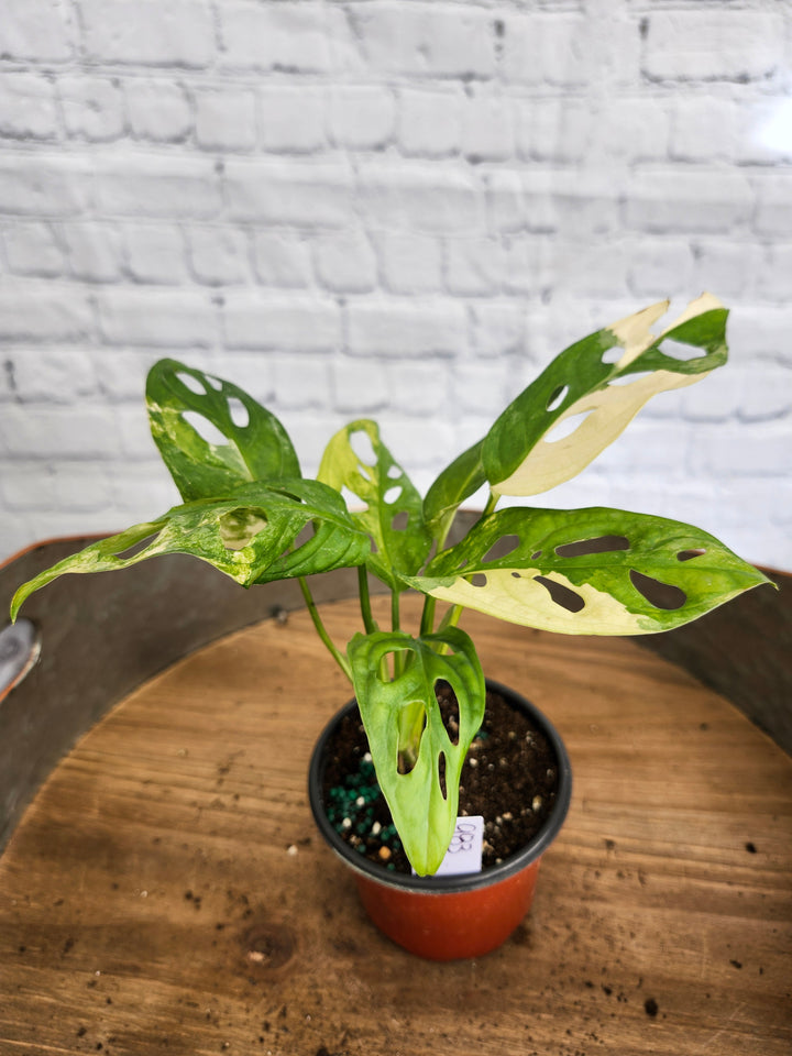 Monstera Adansonii Aurea Variegated (4in)-983