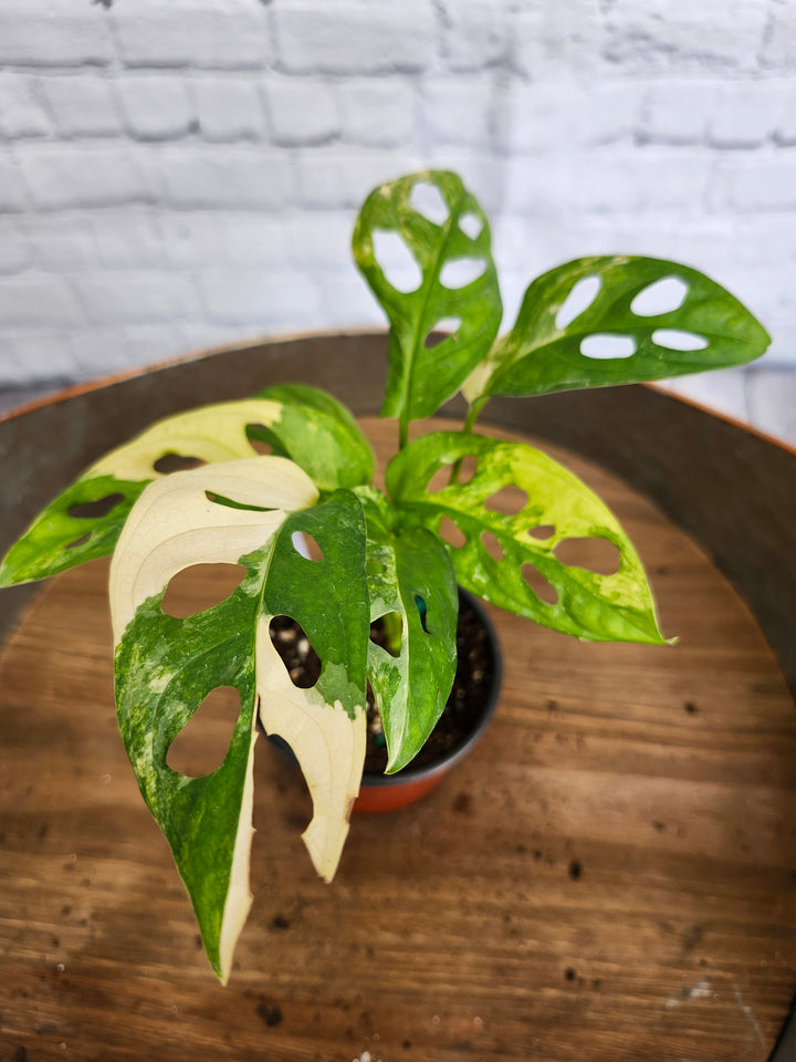 Monstera Adansonii Aurea Variegated (4in)-983