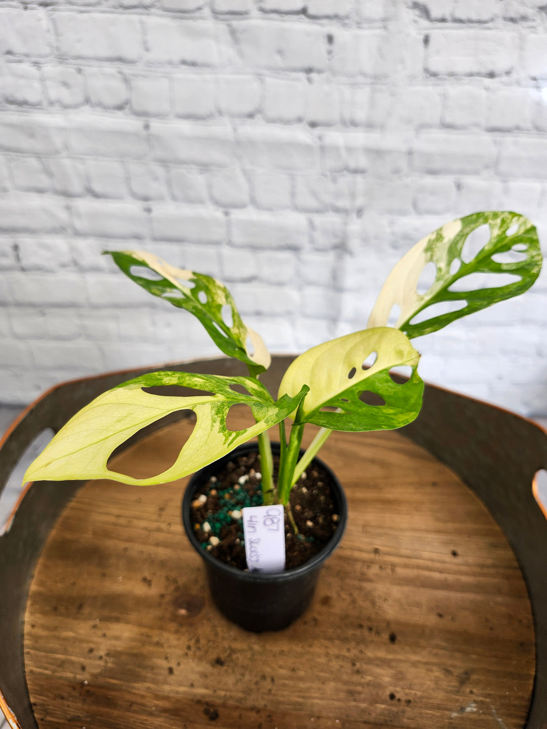 Monstera Adansonii Aurea Variegated (4in)-987