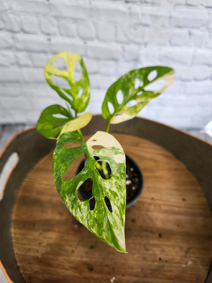 Monstera Adansonii Aurea Variegated (4in)-987