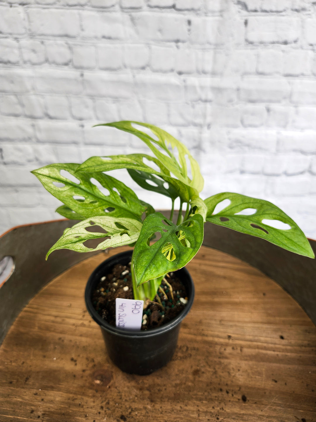 Monstera Adansonii Mint Variegated (4in)-990