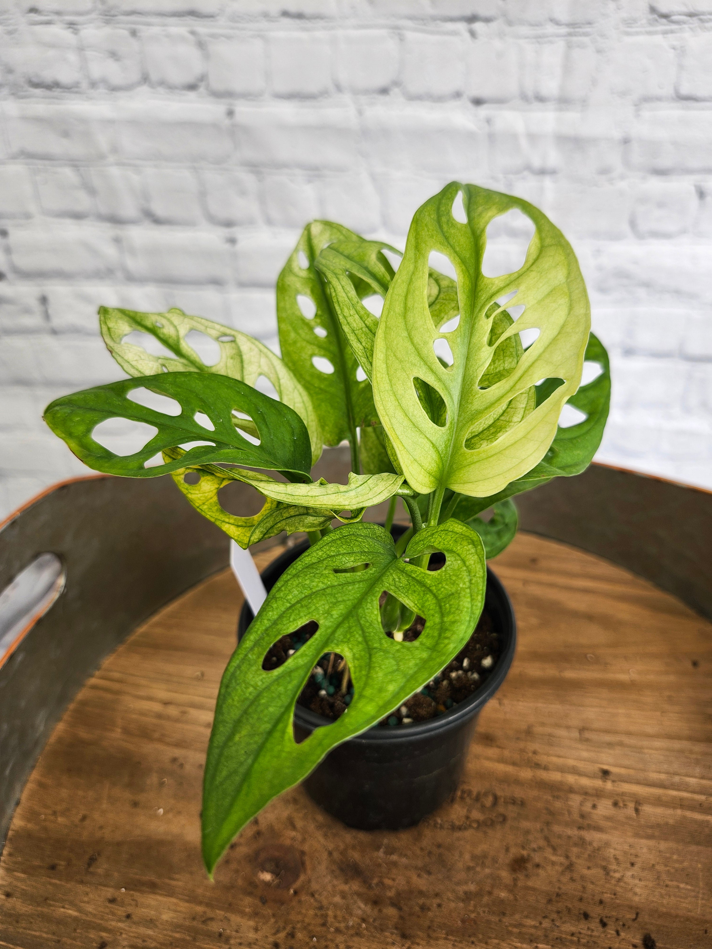 Monstera Adansonii Mint, Variegated Adansonii, Rooted selling Plant