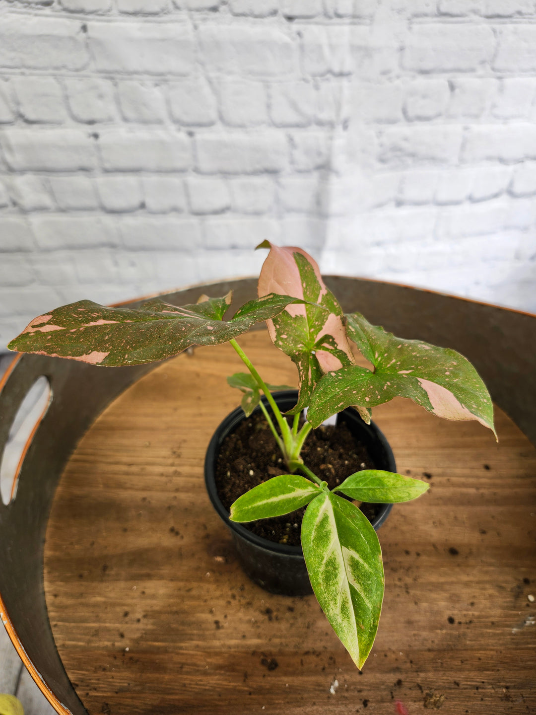 Syngonium Pink Splash (4in)-1020