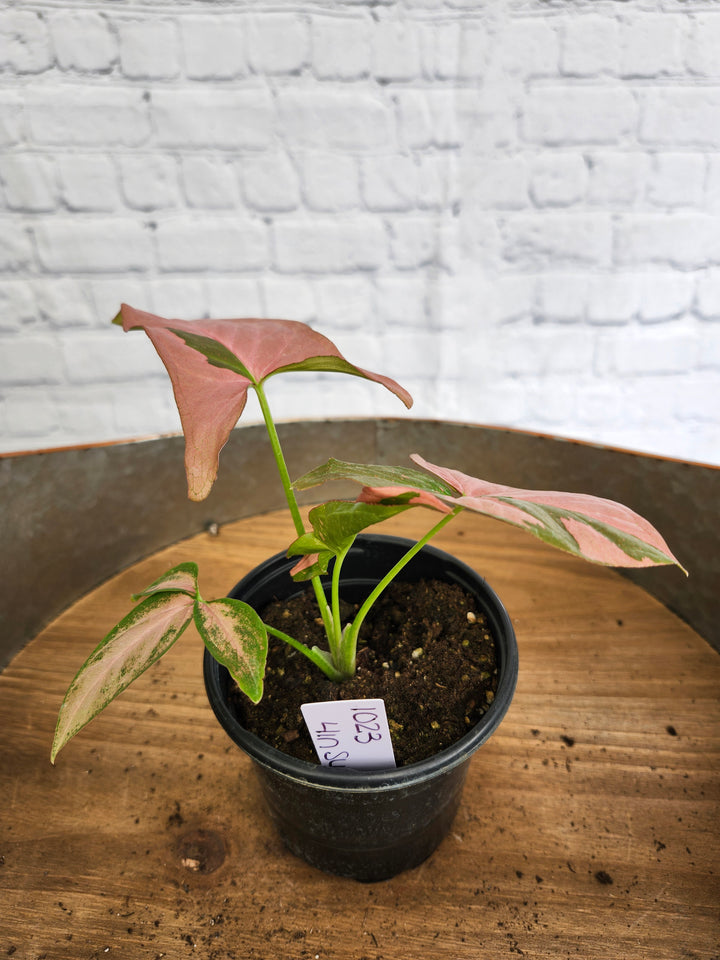 Syngonium Pink Splash (4in)-1023