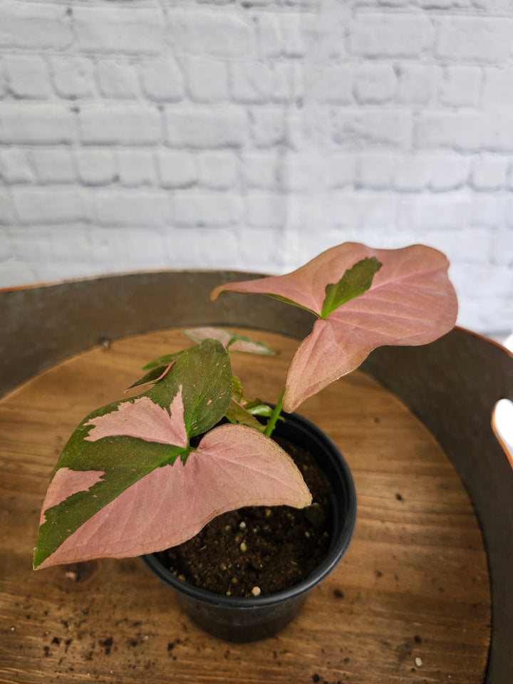 Syngonium Pink Splash (4in)-1023