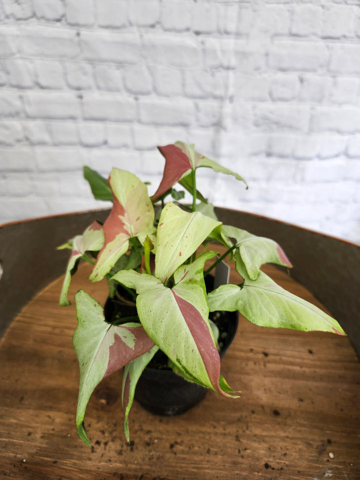 Syngonium Pink Salmon (4in)- 1037