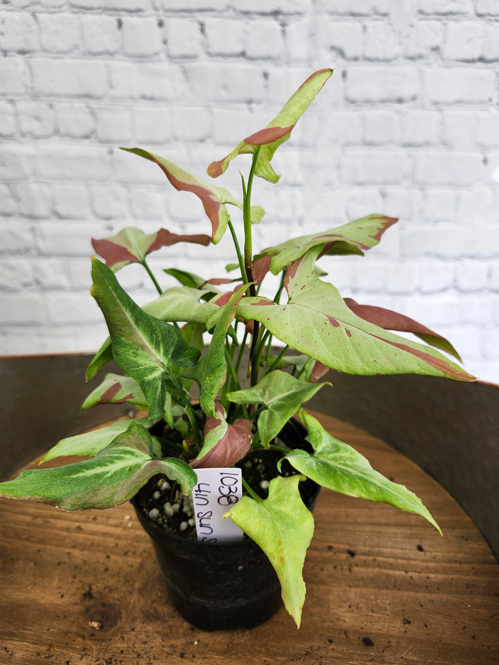 Syngonium Pink Salmon (4in)- 1038