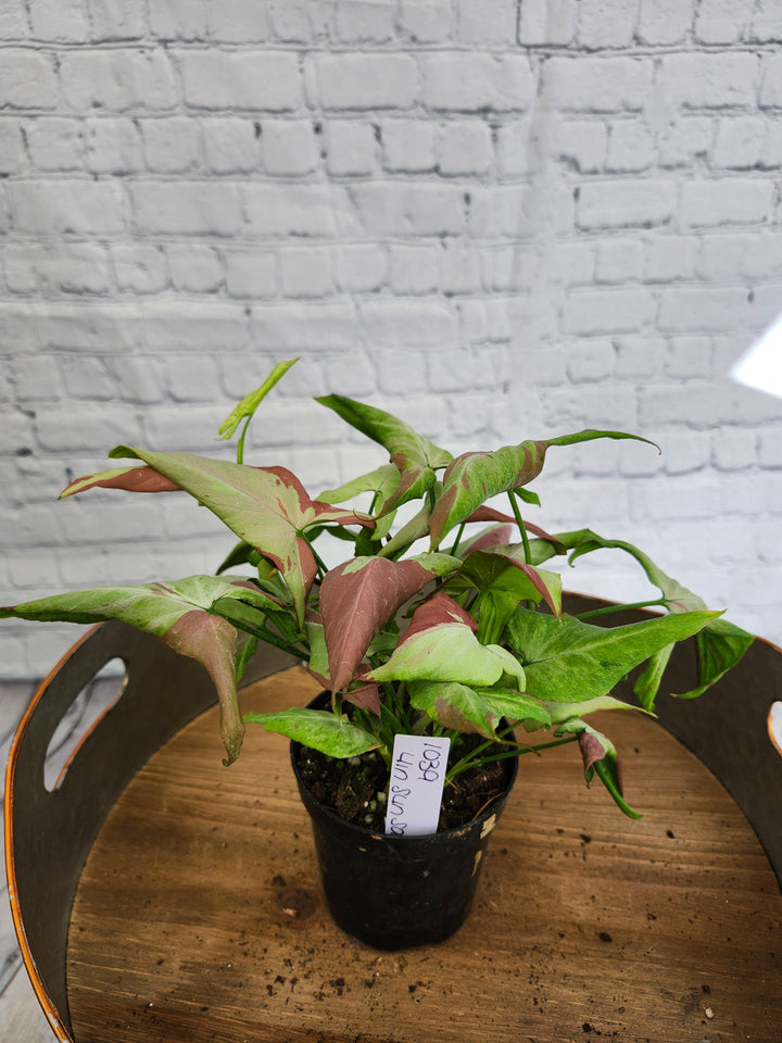 Syngonium Pink Salmon (4in)- 1039