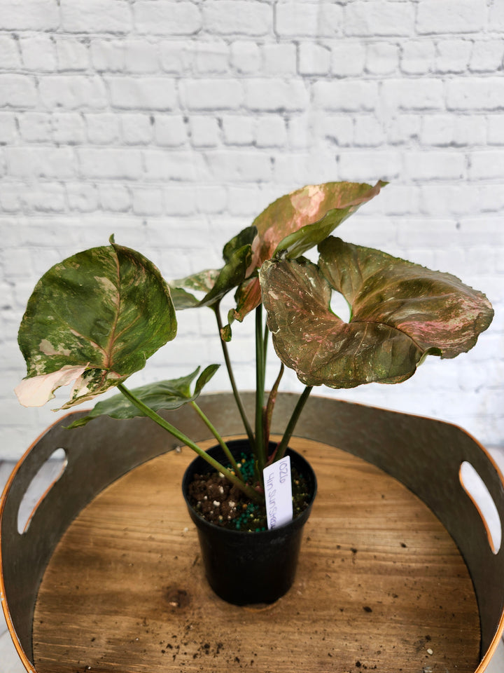 Syngonium Strawberry Ice Galaxy (4in)-1026