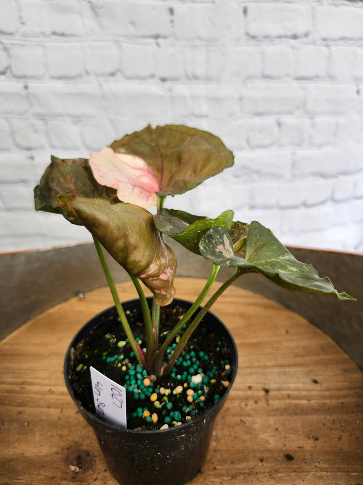 Syngonium Strawberry Ice Galaxy (4in)-1027