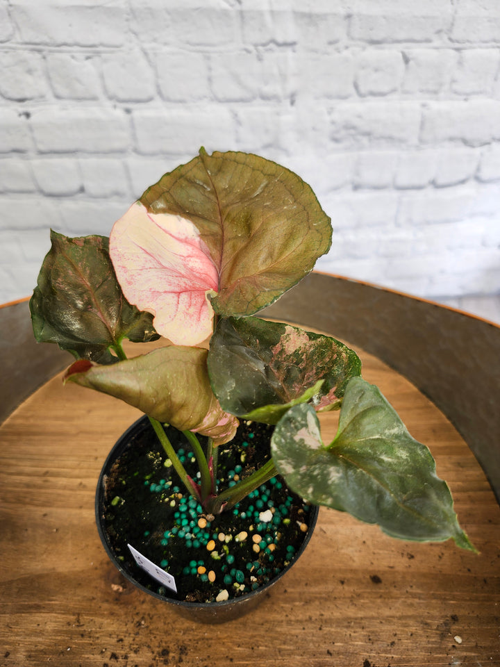 Syngonium Strawberry Ice Galaxy (4in)-1027