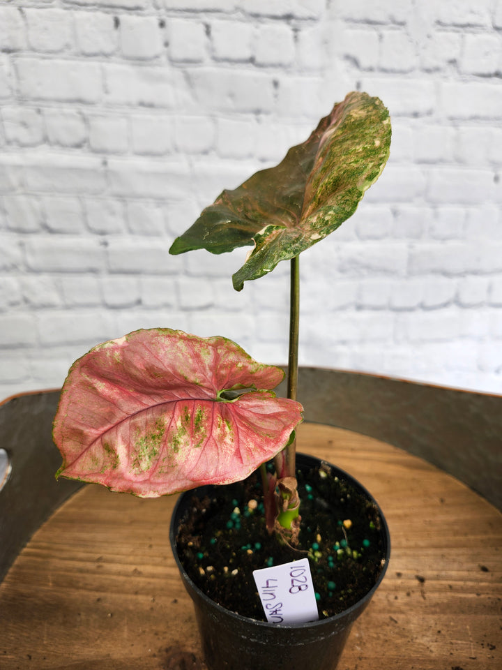 Syngonium Strawberry Ice Galaxy (4in)-1028