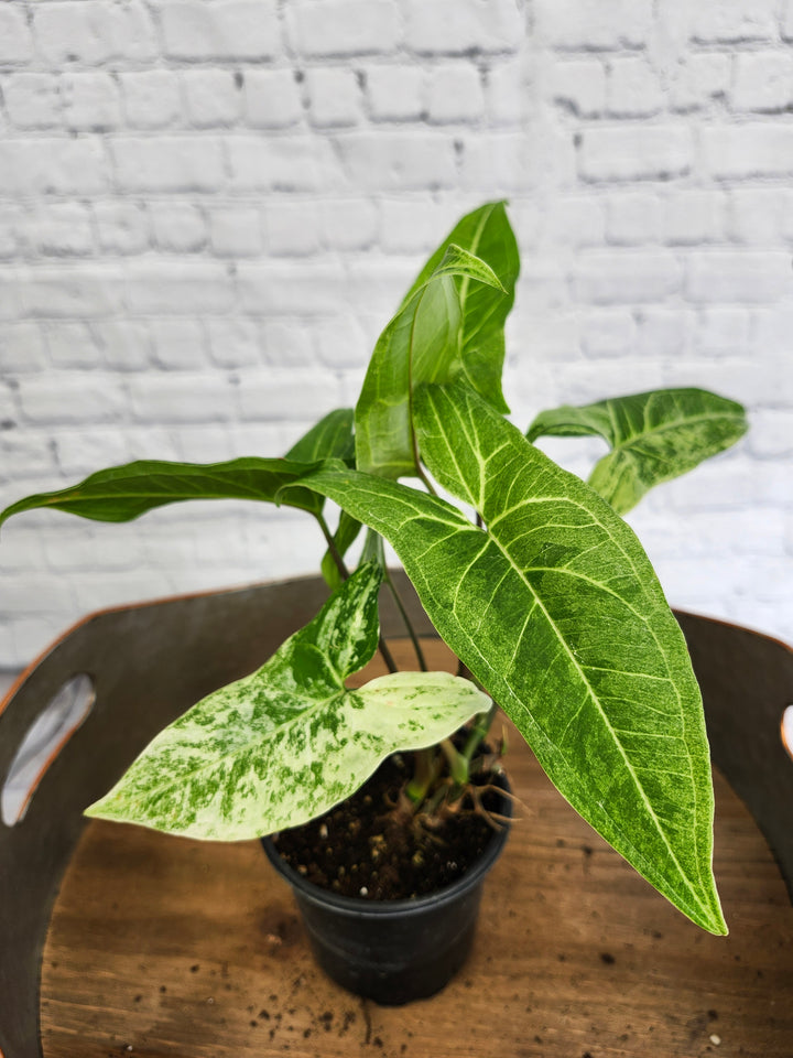 Syngonium Batik Albo Variegated (4in)-1033