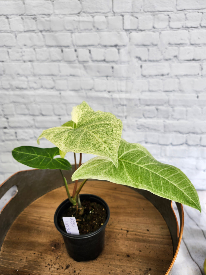 Syngonium Batik Albo Variegated (4in)-1034