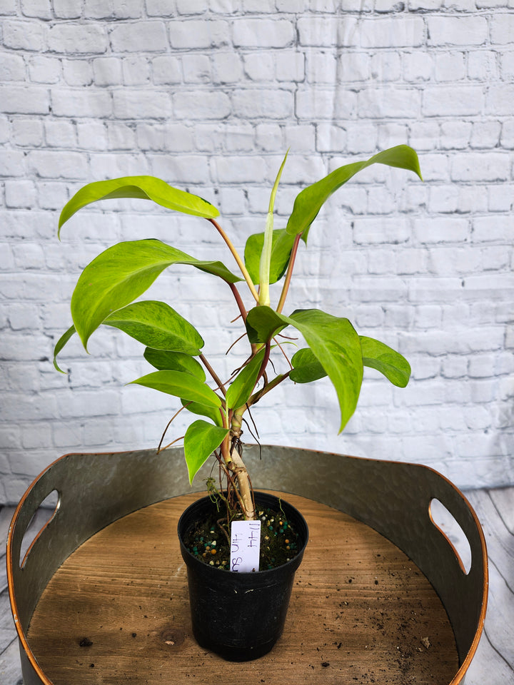 Philodendron Thai Sunrise (4in)-1144