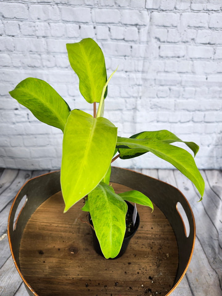 Philodendron Thai Sunrise (4in)-1144